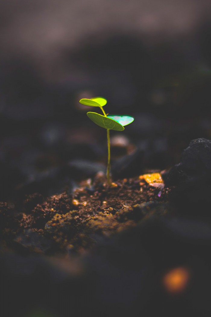 Photo CC0 Pexels.com